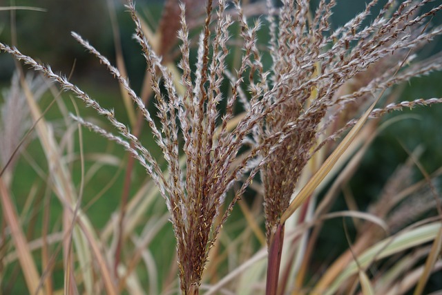 Capim dos Pampas