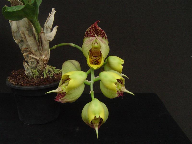 Catasetum Macrocarpum