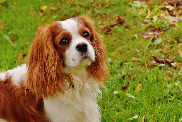 Cavalier King Charles Spaniel de Perfil