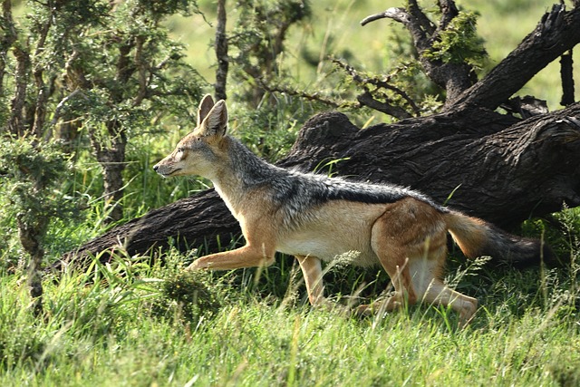 Chacal de Dorso Negro