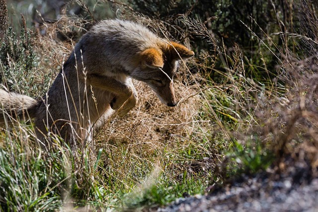 Chacal em Alerta na Natureza