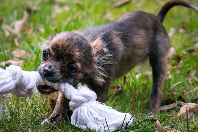 Chihuahua Brincando com Corda