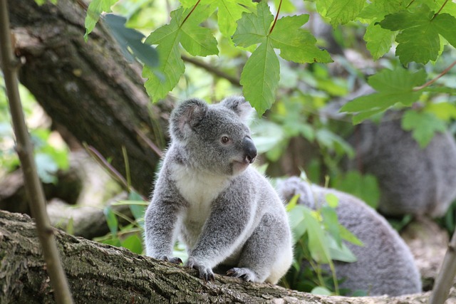 Curiosidades sobre o Comportamento dos Coalas: Conheça Esses Adoráveis Marsupiais