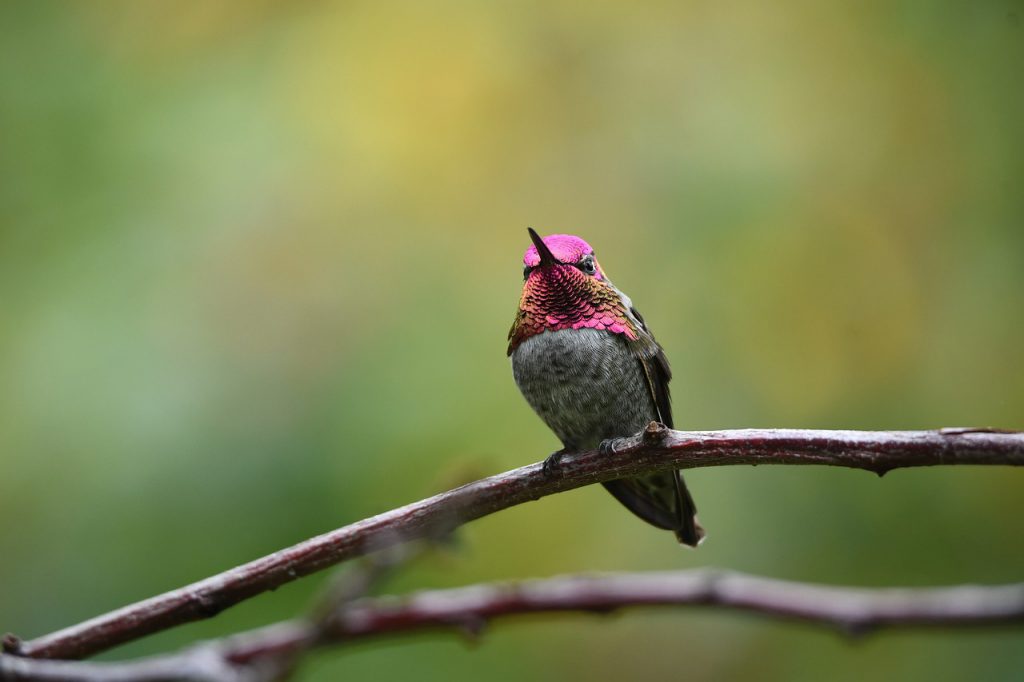 Colibri-Rubi