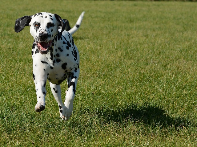 Dalmata Correndo na Grama 