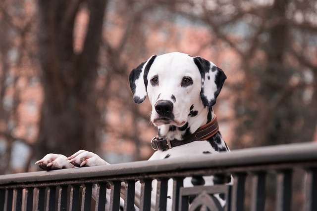 Dalmata Observando o Movimento 