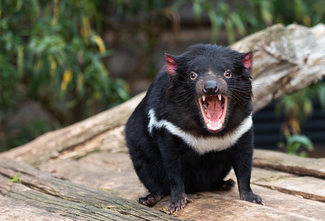 Diabo da Tasmânia 