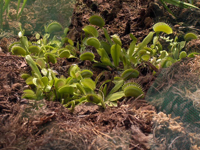 Dionaea muscipula