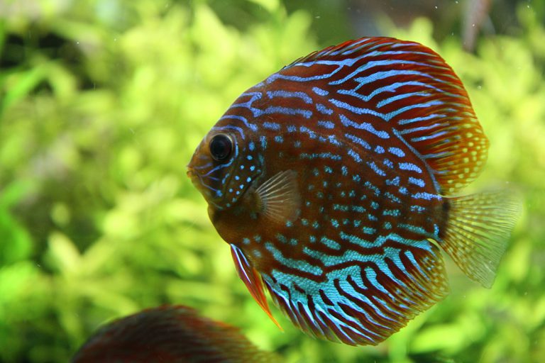 Symphysodon