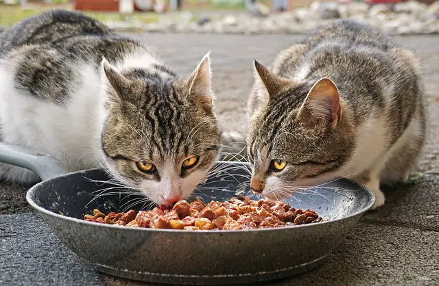 Dois Gatos Comendo Ração