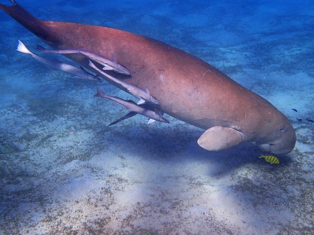 Dugongo: O Tesouro Marinho em Risco de Extinção