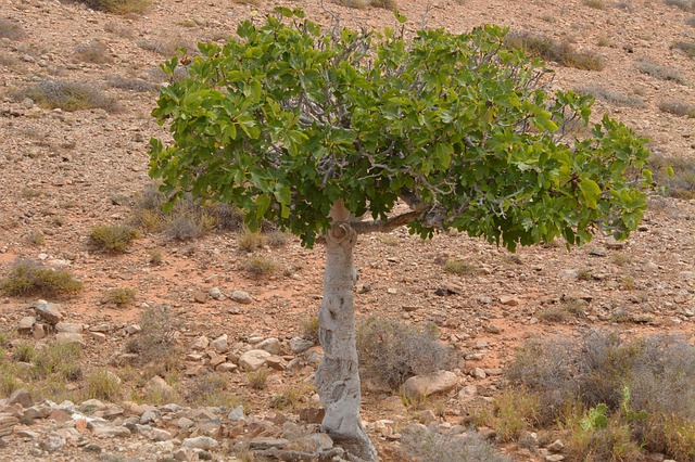 Figueira na Natureza