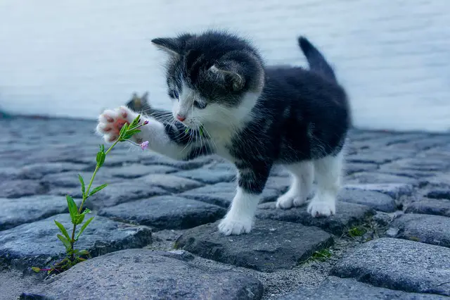 Filhote de Gato Brincando com Flor 