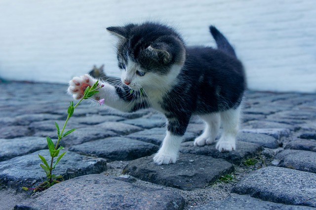 Filhote de Gato Brincando com Flor
