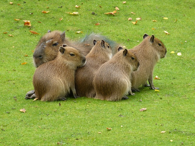 Filhotes de Capivara no Zoológico