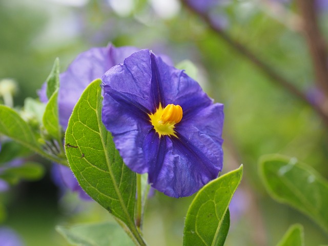 Flor Ginciana 