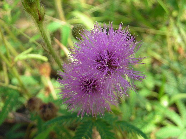 Flor-do-Cerrado