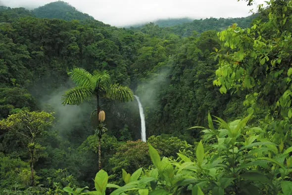Florestas Tropicais