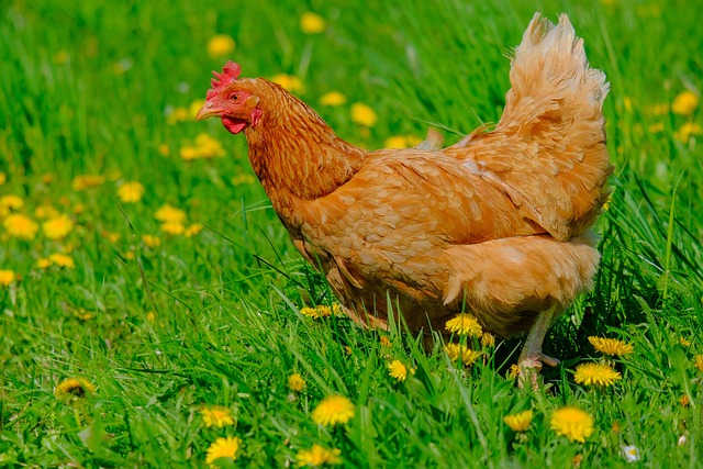 Frango Caipira Solto no Gramado