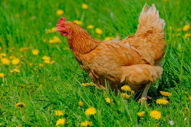 Frango Caipira Solto no Gramado 