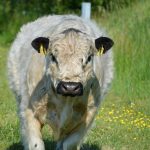 Galloway Caminhando no Pasto
