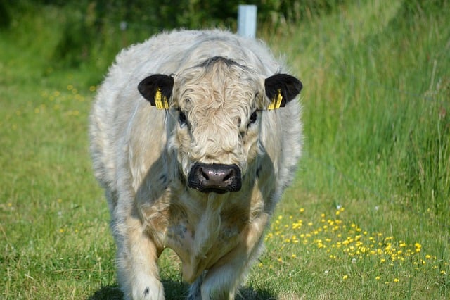 Galloway Caminhando no Pasto 