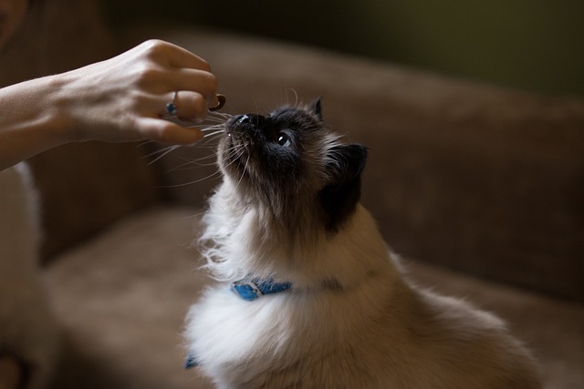 Gato Cheirando Petisco na Mão da Dona