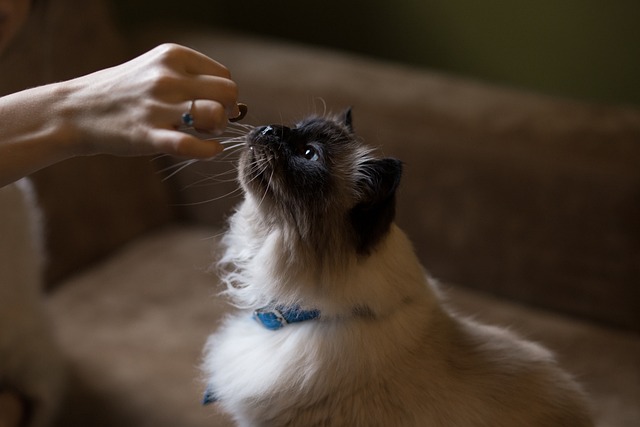 Gato Cheirando Petisco na Mão da Dona 