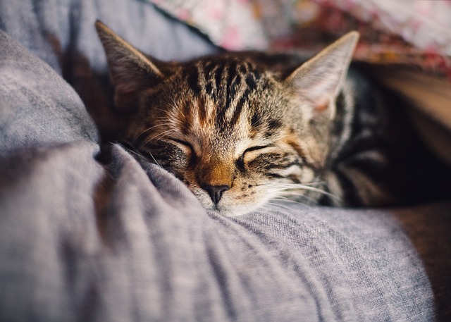 Gato durmiendo en el regazo del dueño