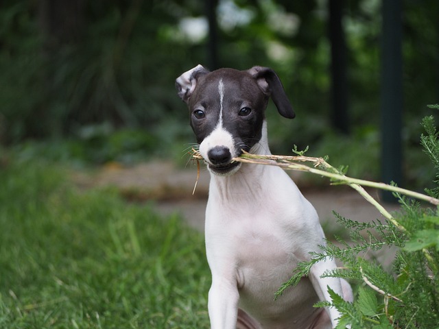 Galguinho Italiano Brincando com Galho 