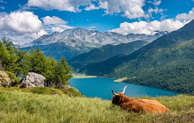 Highland Cattle em uma Linda Paisagem de Montanhas e Lago