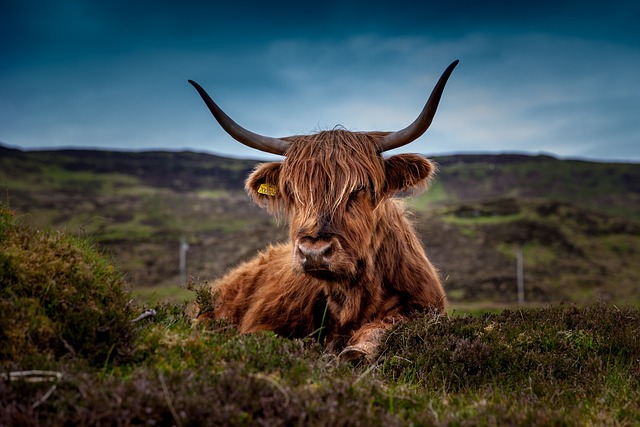 Highland Cattle no Pasto