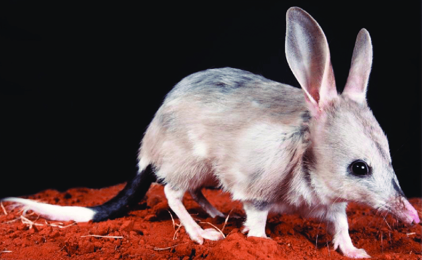 Ilustração do Bilby