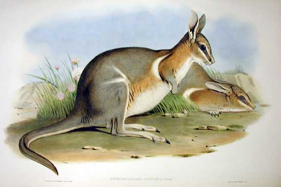 Ilustración de canguro de uñas cortas
