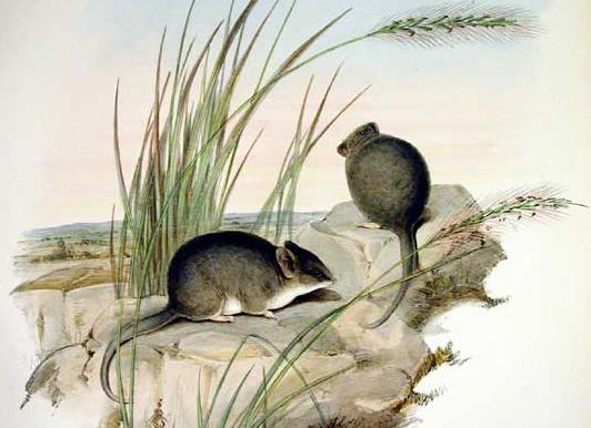 Sminthopsis Macroura: Características e Habitat