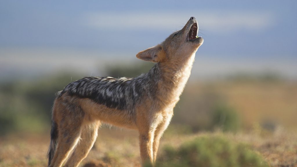 Jackal Africano na Savana