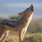 Jackal Africano na Savana