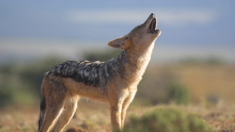 Jackal Africano na Savana