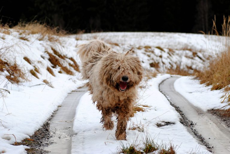 Komondor Andando Sob a Neve