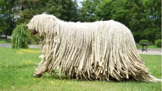 Komondor Com Pelos Super Longos 