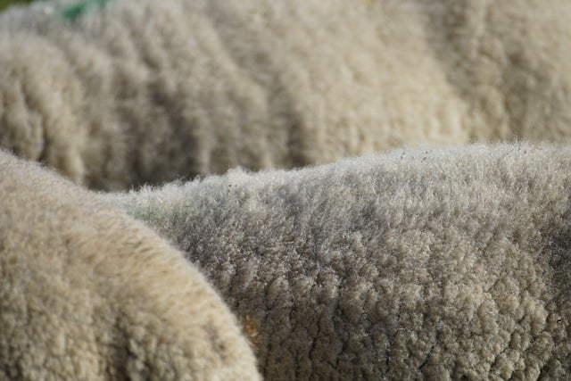 Lã de Ovelhas 