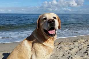 Labrador Retriever na Praia
