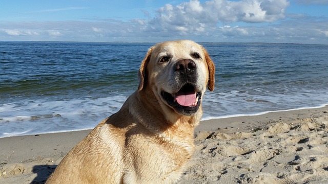 Labrador Retriever en la playa
