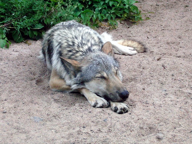 Lobo Cinzento Dormindo