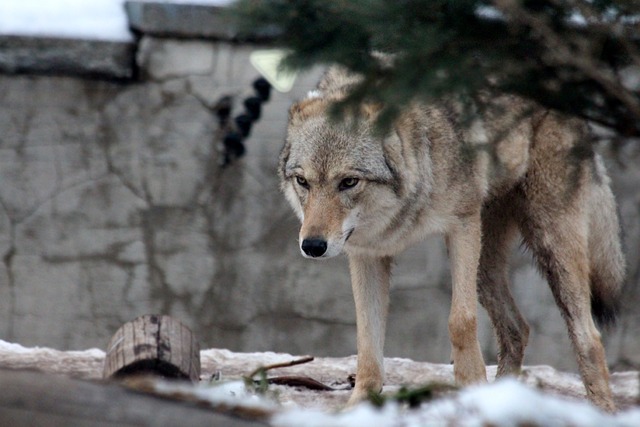 Lobo Cinzento na Natureza 