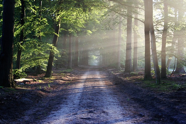 Luz Natural Entrando pela Floresta 