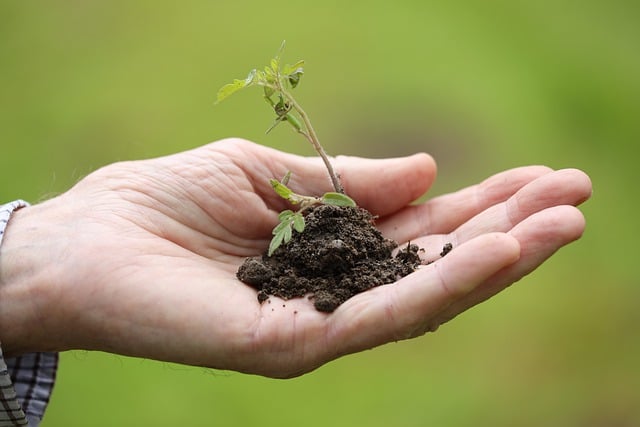 Mão Aberta com Terra e Muda para Plantio 