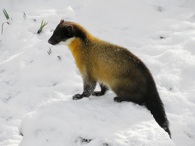 Marta Colorida na Neve