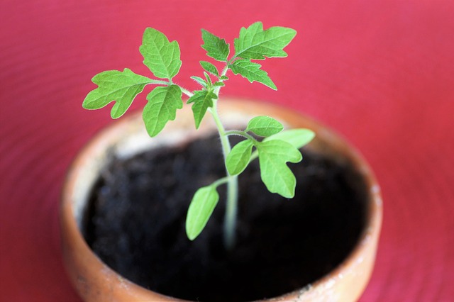 Muda da Tomate em Vaso 