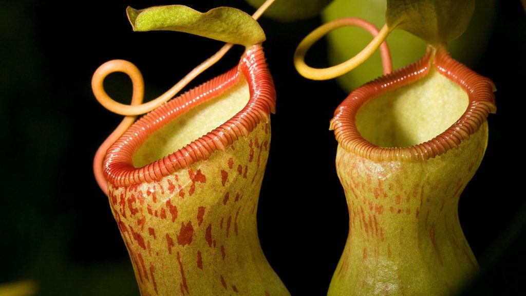 Nepenthes